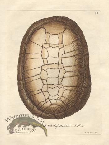 Trew Turtle Shell 03